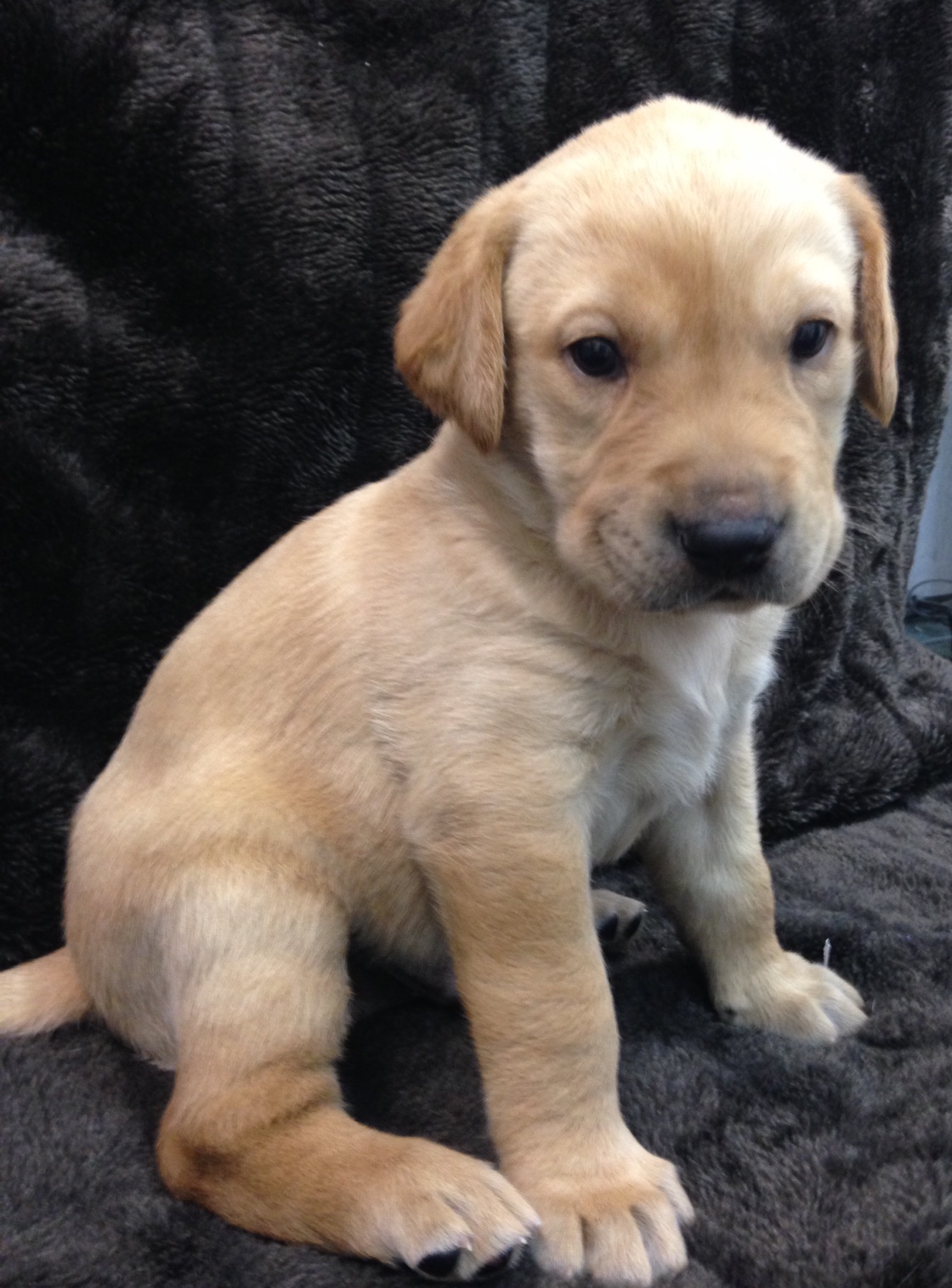 Field of Dreams Kennels, Country Home Bed & Biscuit, Black Creek, WI
